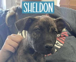 SHELDON, Adult Male unknown