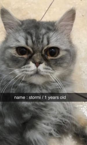 Stormi