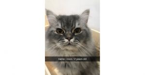 Coco