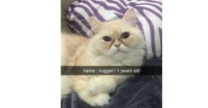 Nugget