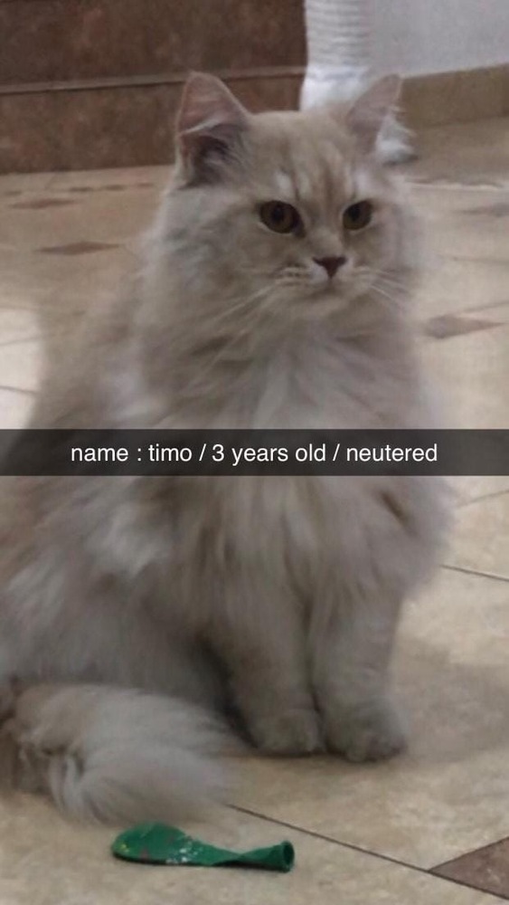 Timo