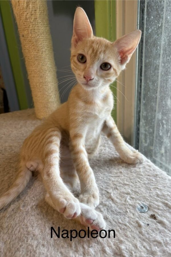 Napoleon thumbnail 2