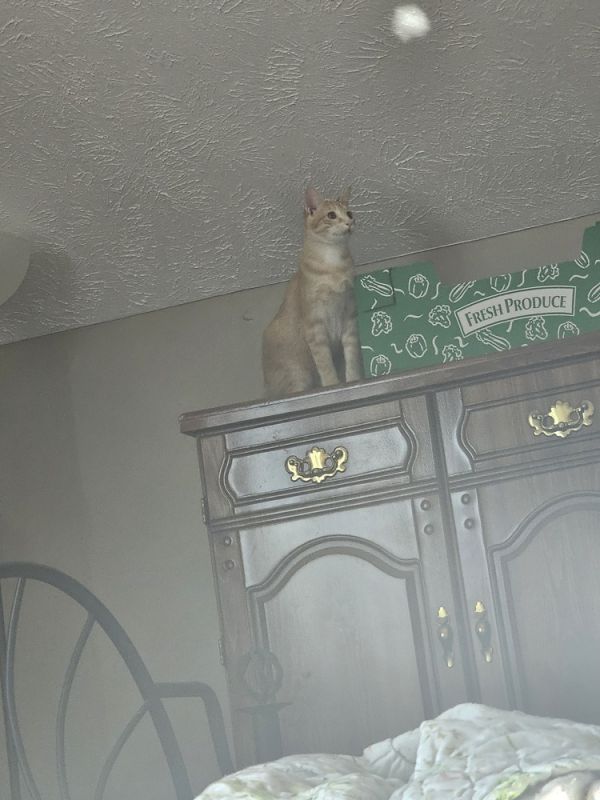 Napoleon thumbnail 5