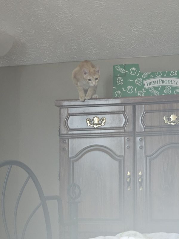 Napoleon thumbnail 6