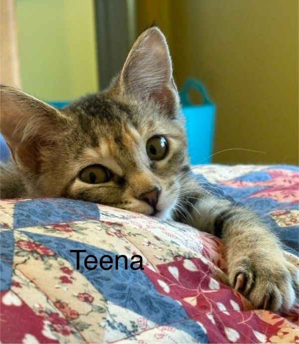 Teena thumbnail 2