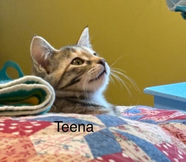 Teena thumbnail 3