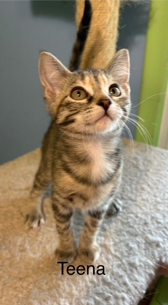 Teena thumbnail 6