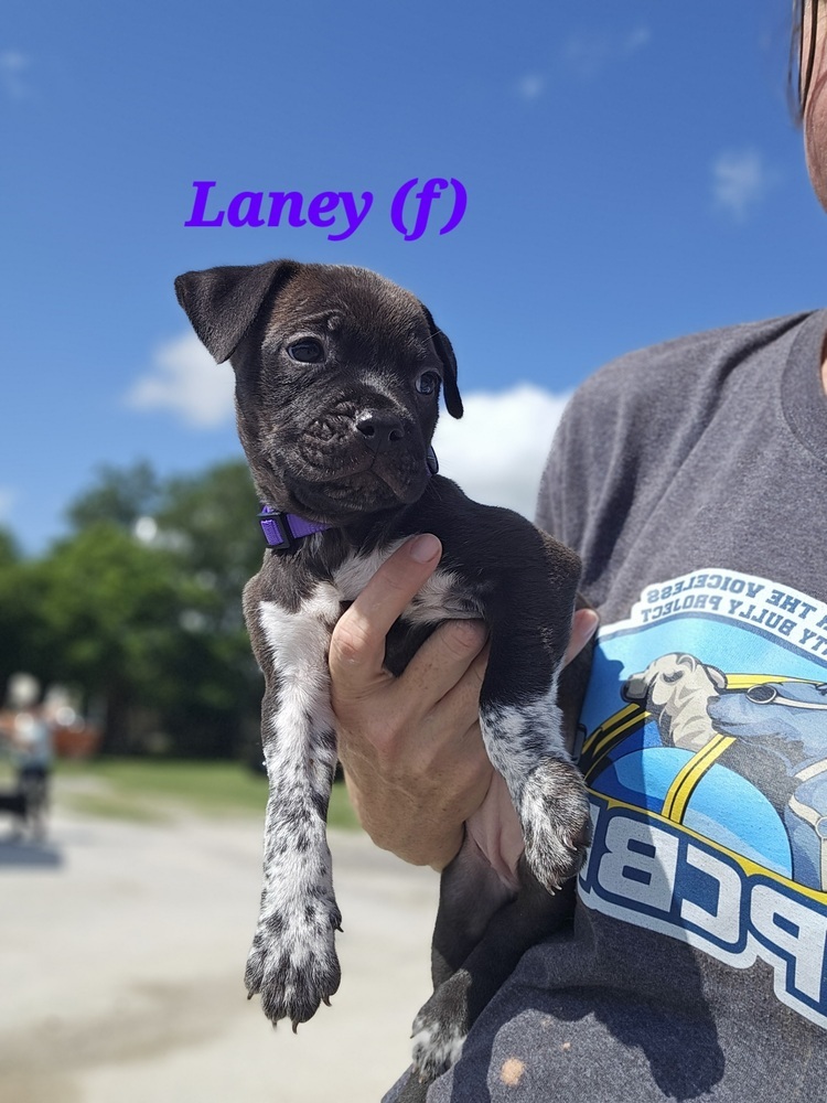 Laney