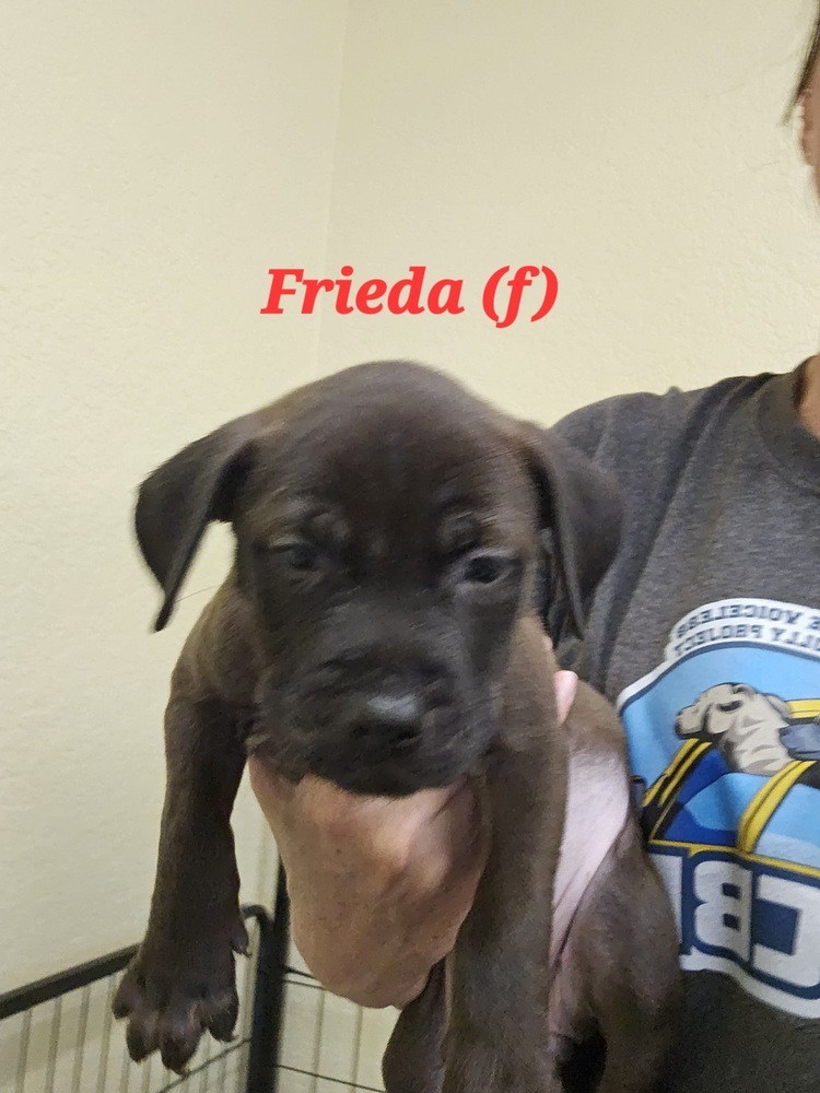 Frieda
