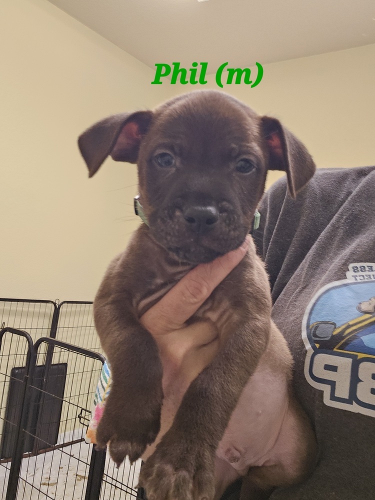 Phil