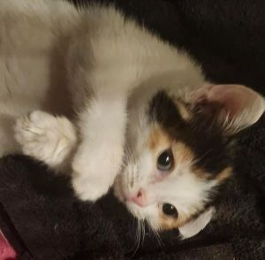 Darcy, Baby Female unknown