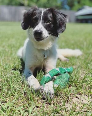 Rylee, Adult Female unknown