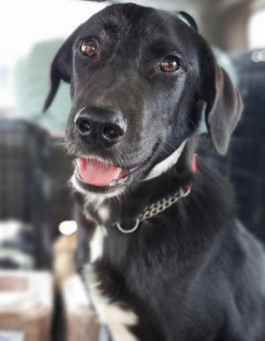 Sniffers, Adult Male unknown
