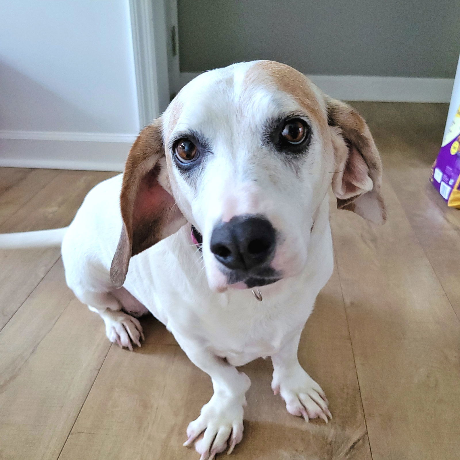MAGGIE MOO