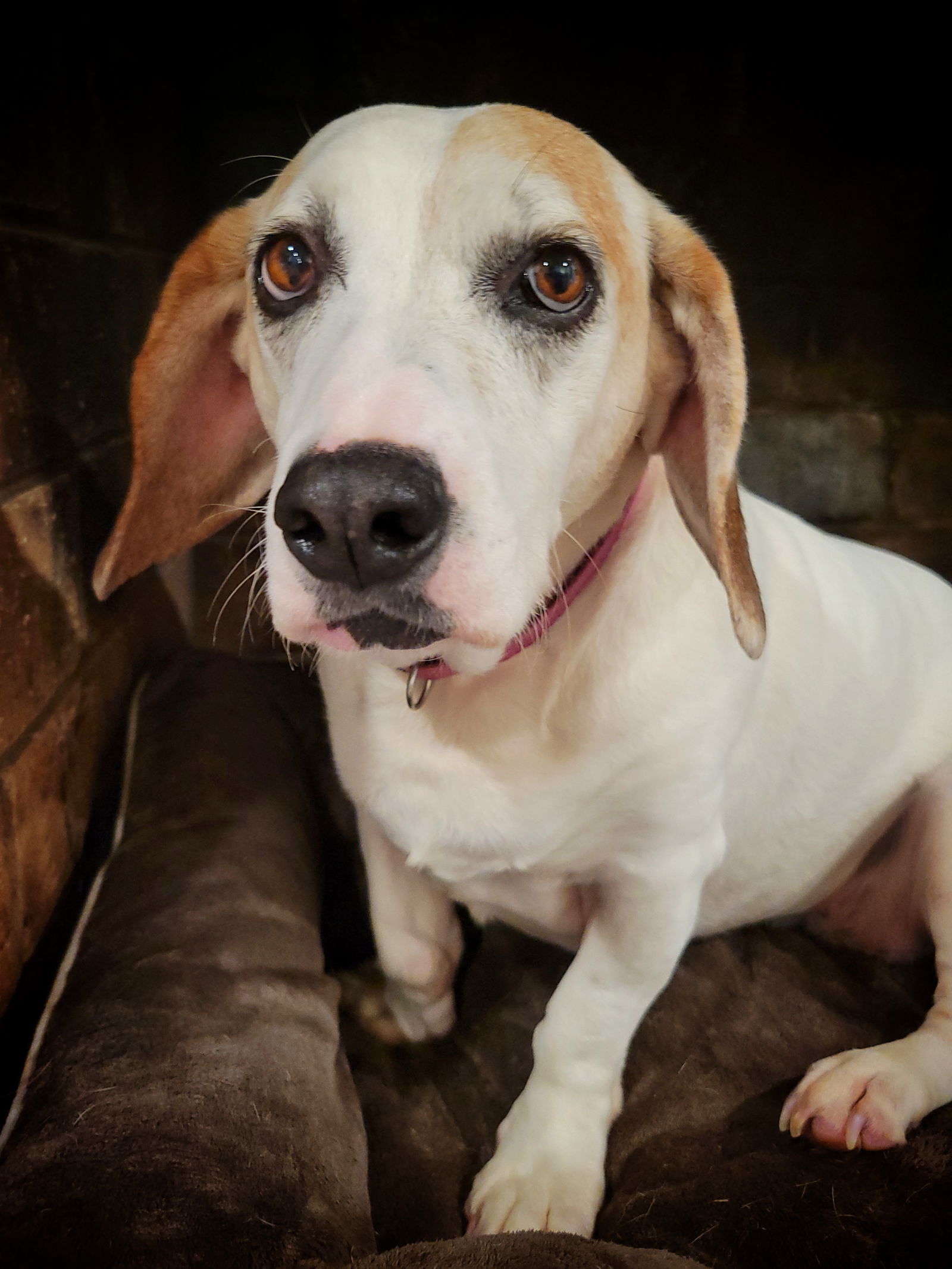 MAGGIE MOO