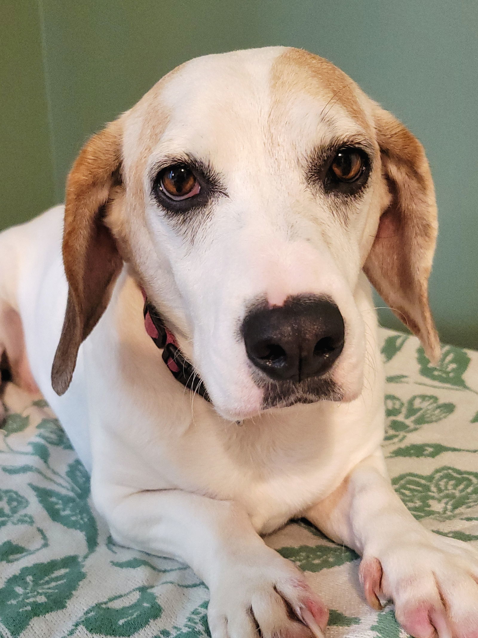 MAGGIE MOO