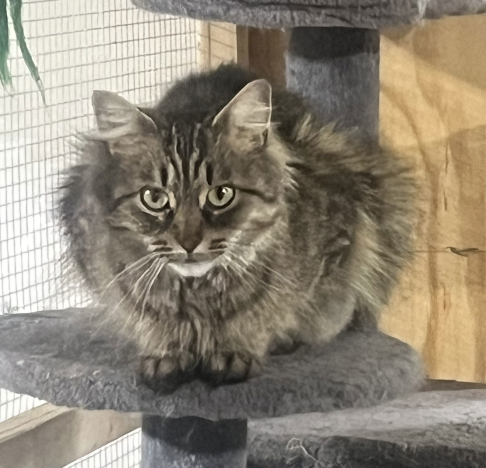 Umay (MUST BE ADOPTED WITH DAVINA)