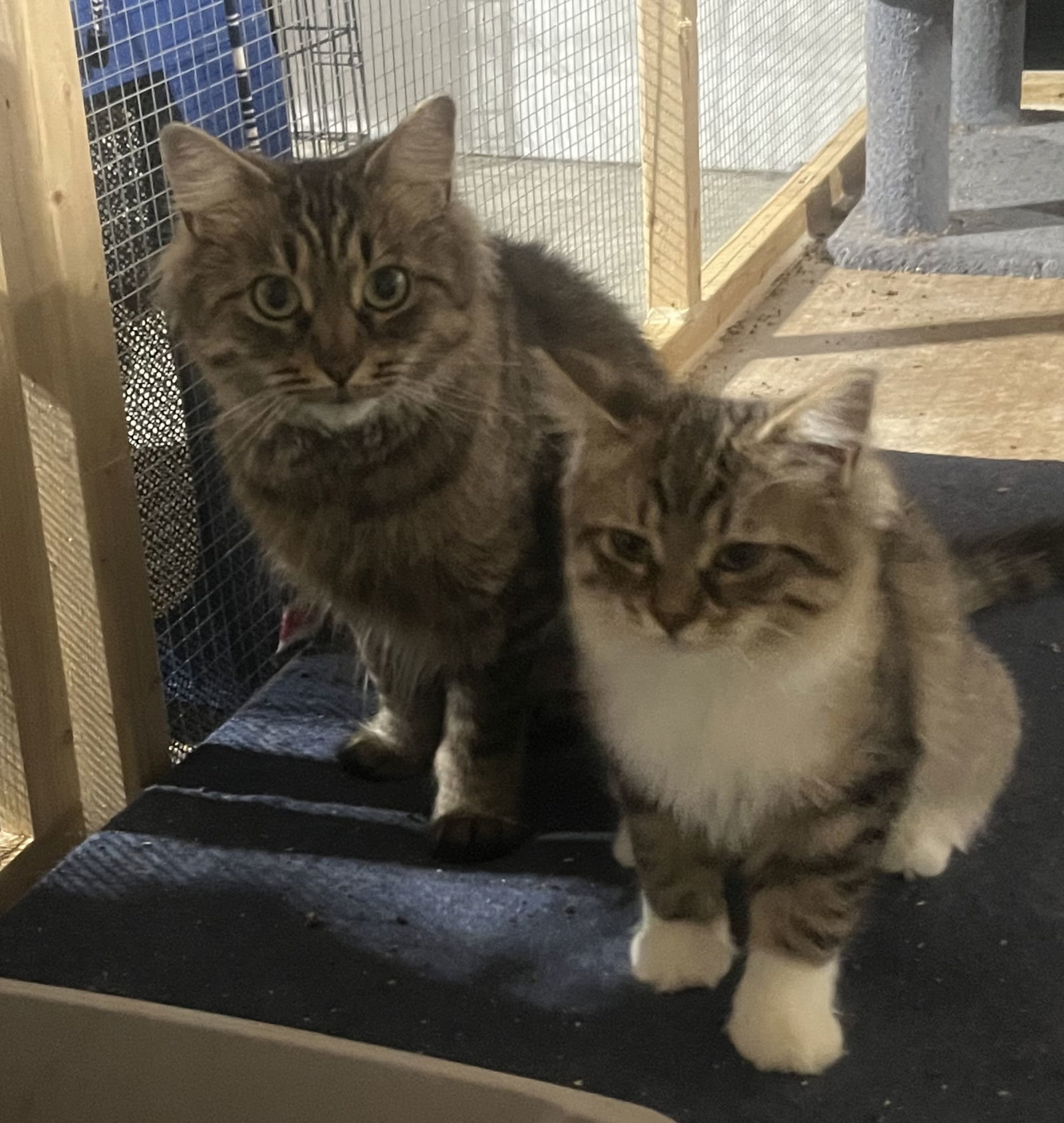 Umay (MUST BE ADOPTED WITH DAVINA)