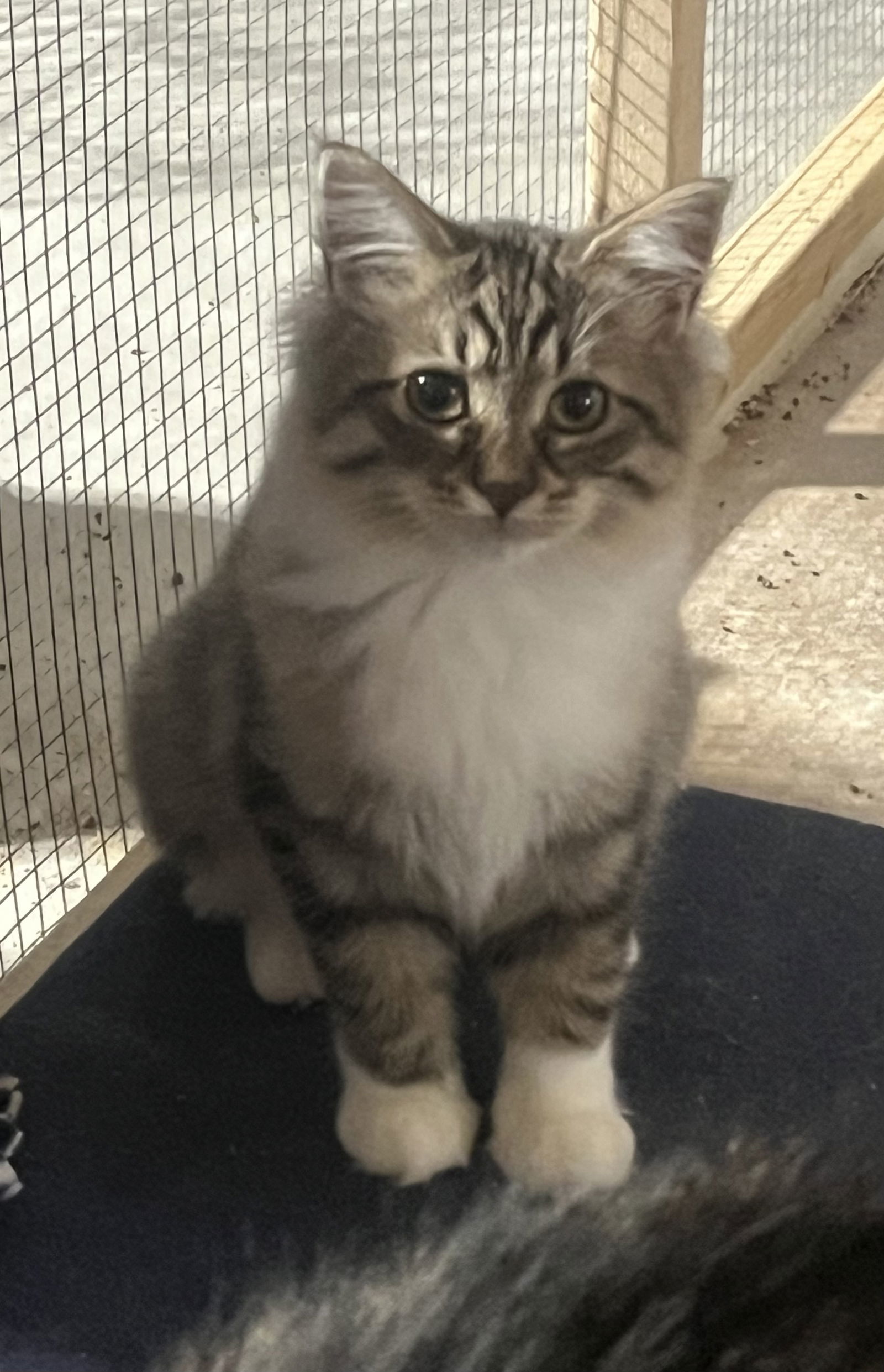 Davina (MUST BE ADOPTED WITH UMAY)