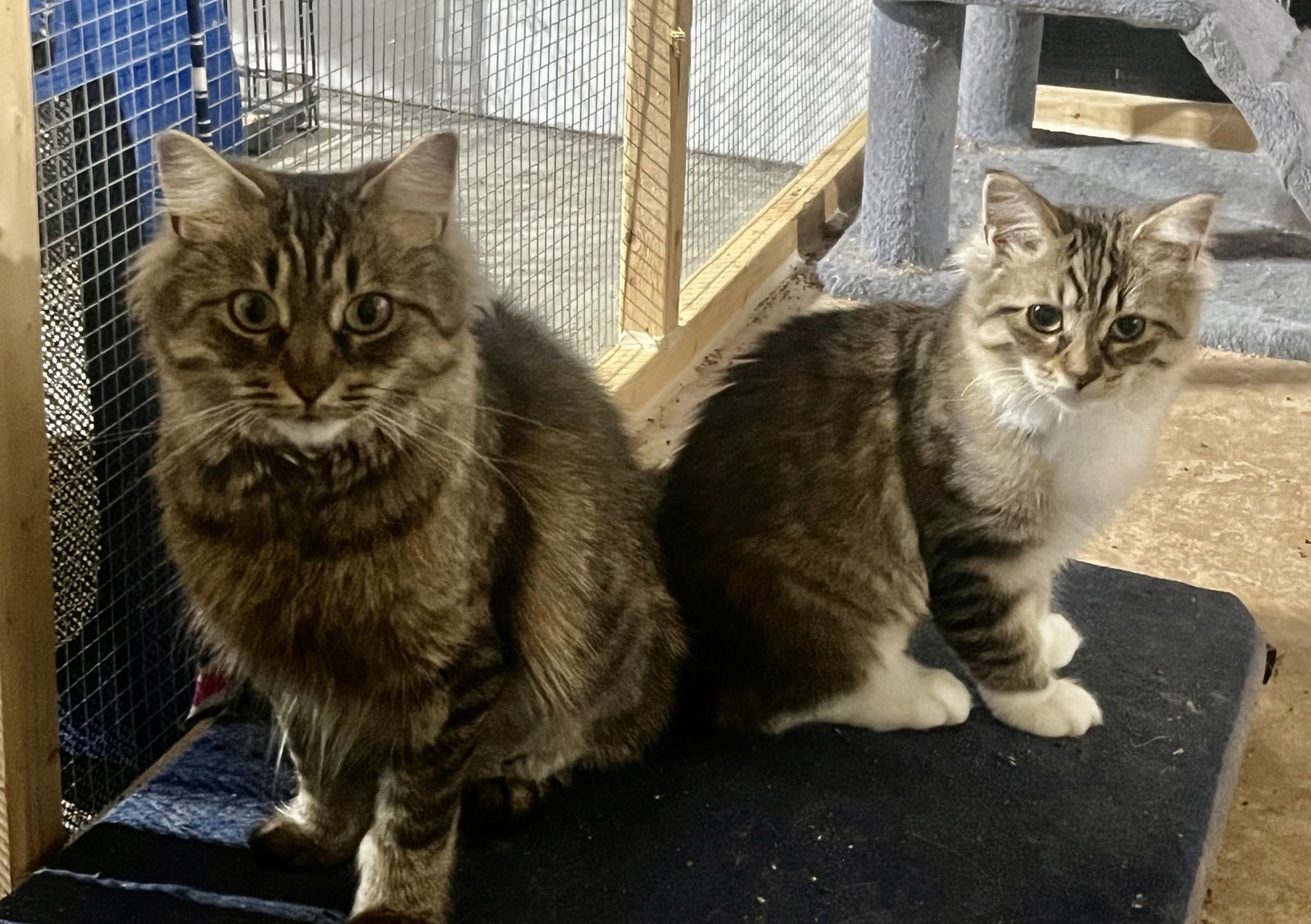 Davina (MUST BE ADOPTED WITH UMAY)