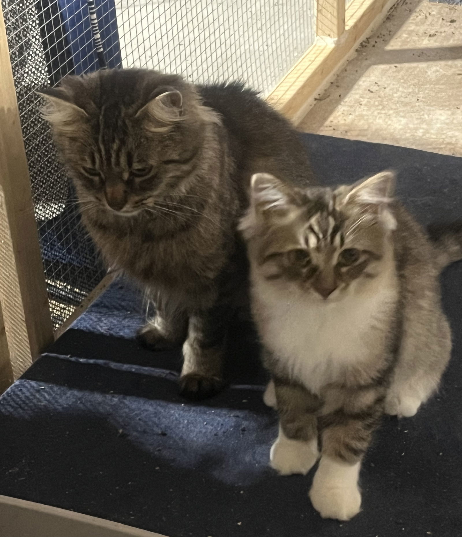 Davina (MUST BE ADOPTED WITH UMAY)