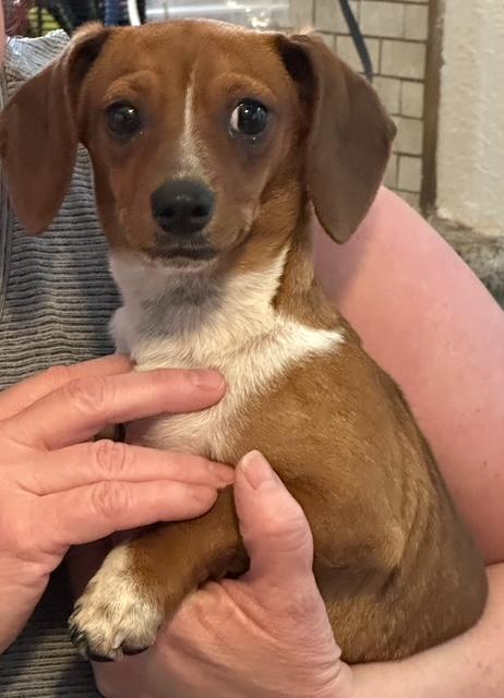 Coco - Bonded With Penny - Las Vegas