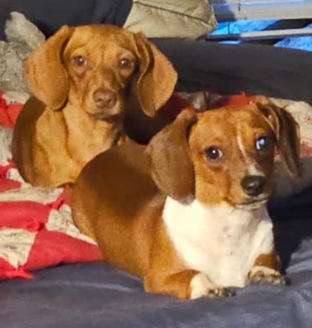 Penny - Bonded With Coco - Las Vegas