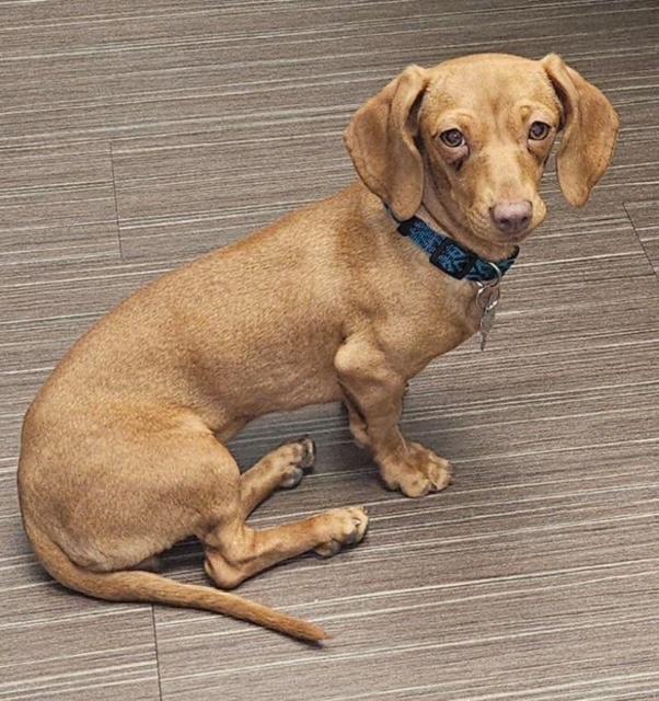 Penny - Bonded With Coco - Las Vegas