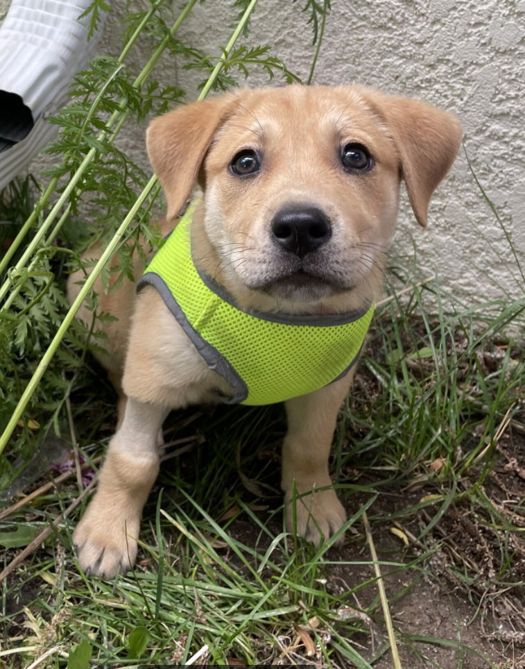 Tudd, an adoptable Mixed Breed in Laramie, WY, 82073 | Photo Image 1