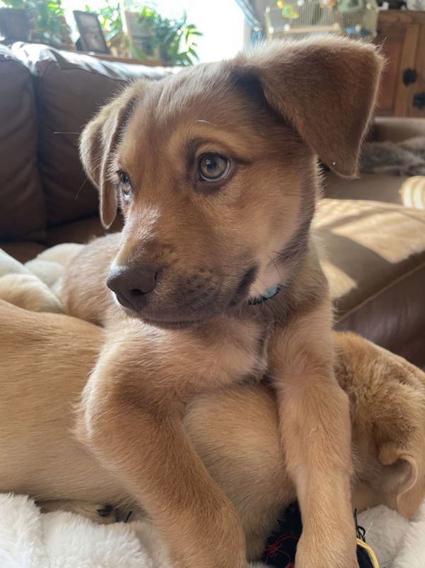 Louie