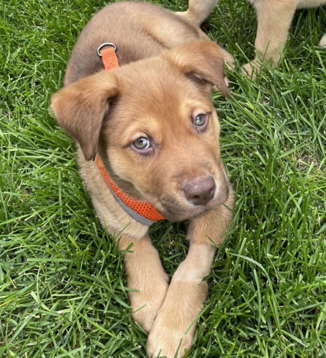 Louie, an adoptable Mixed Breed in Laramie, WY, 82073 | Photo Image 2