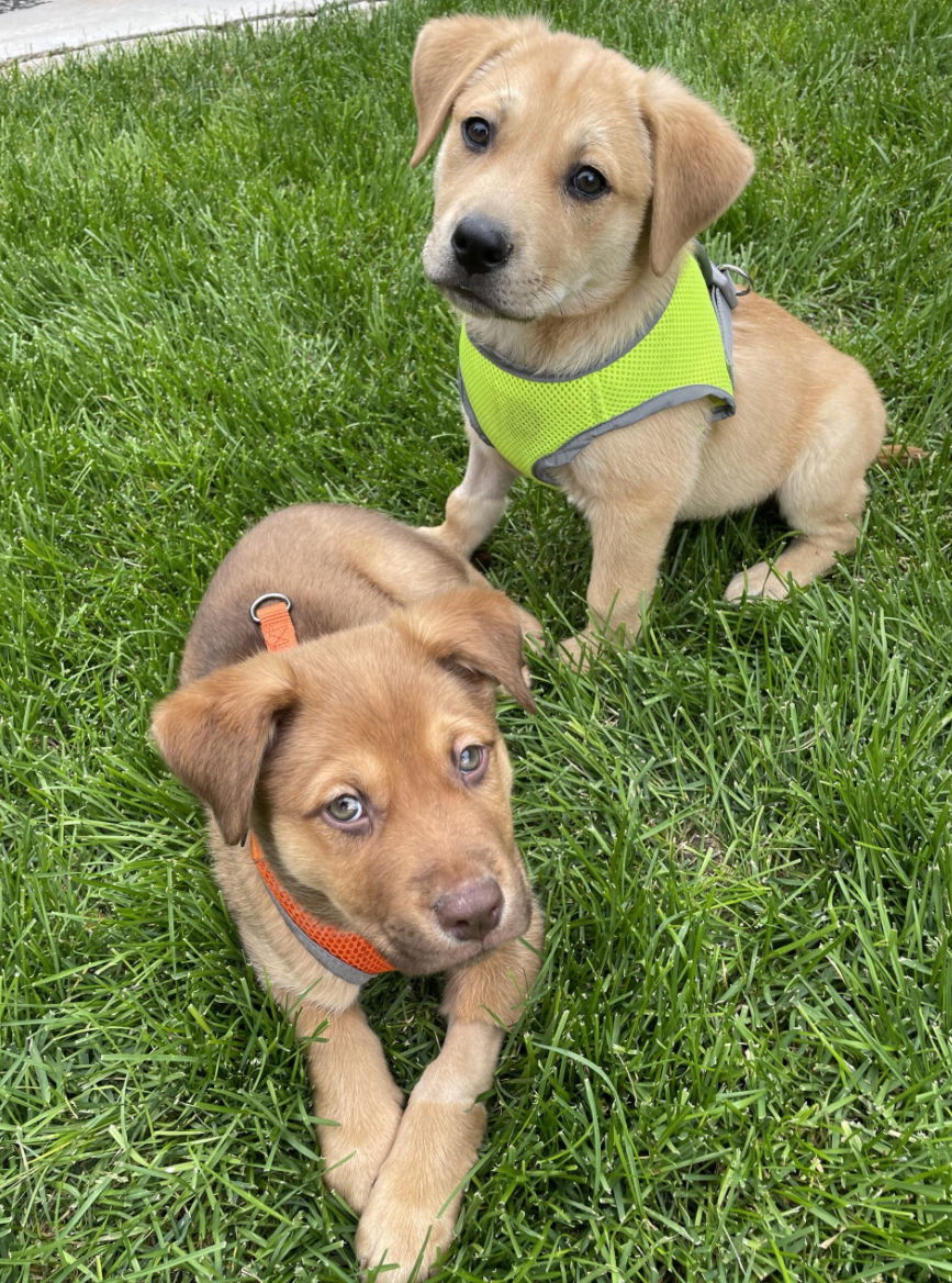 Louie, an adoptable Mixed Breed in Laramie, WY, 82073 | Photo Image 3