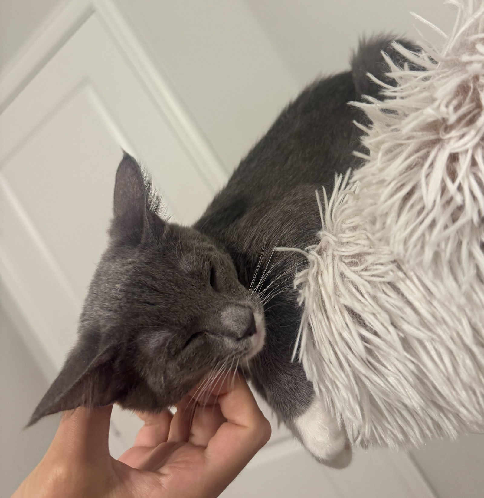 Gia (AKA Silver)