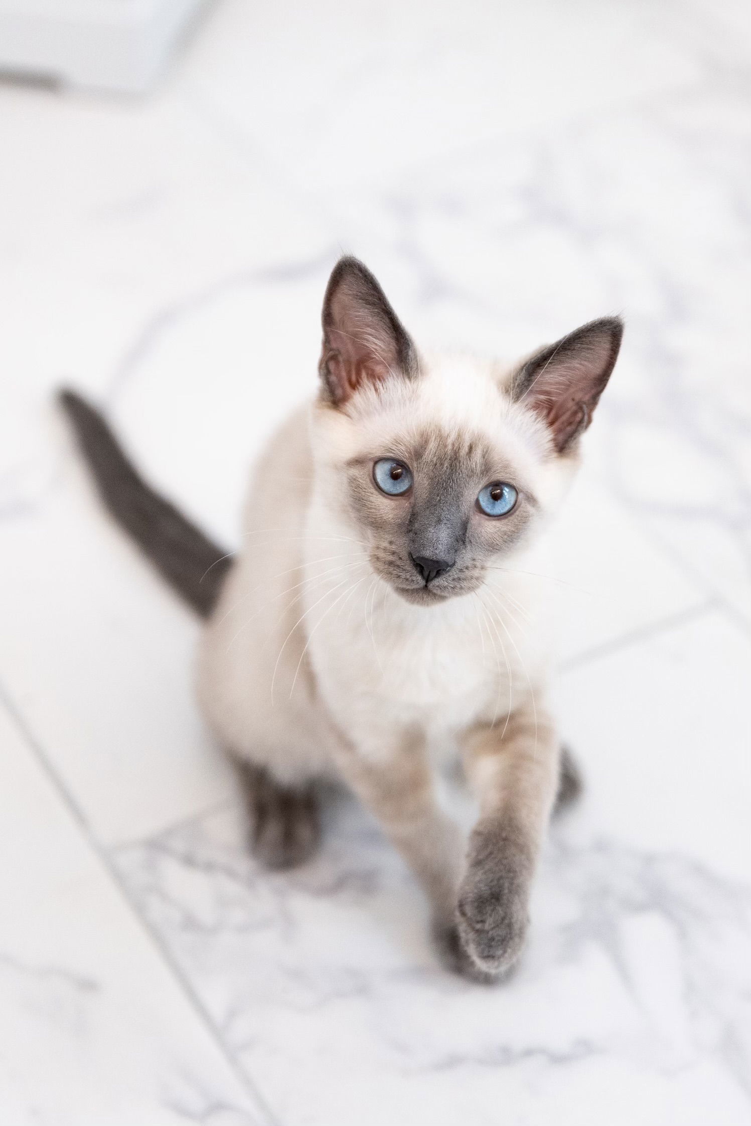 Saki( JJ), an adoptable Siamese, Chausie in Vacaville, CA, 95687 | Photo Image 1