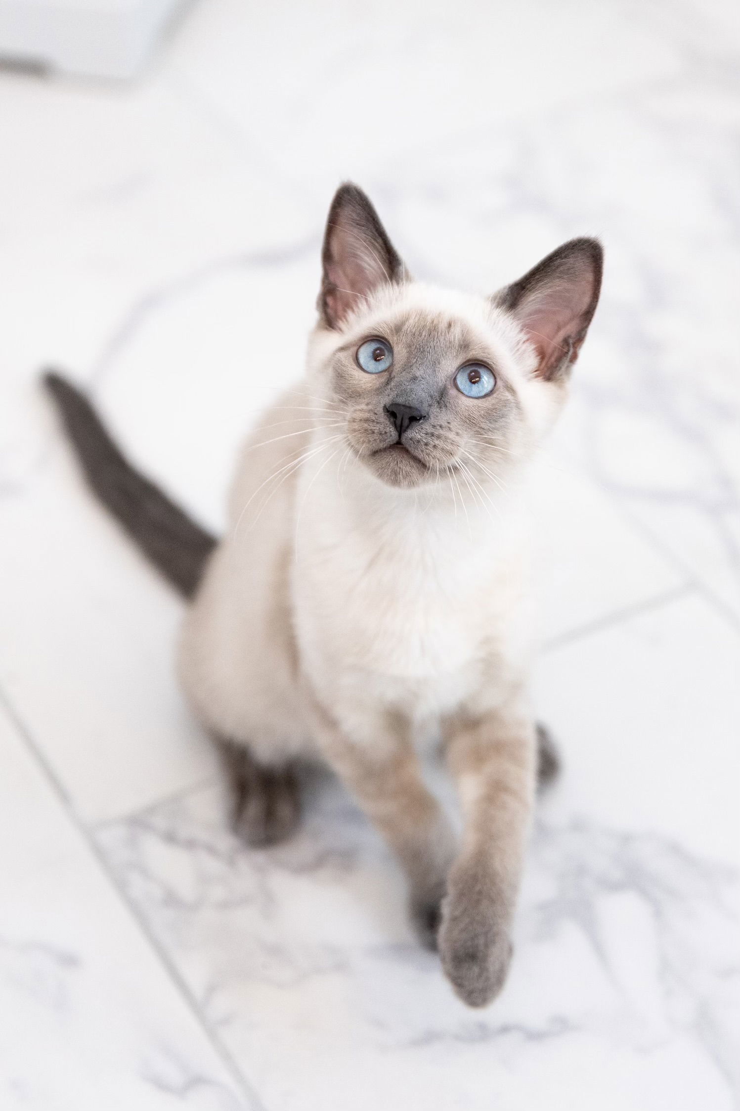 Saki( JJ), an adoptable Siamese, Chausie in Vacaville, CA, 95687 | Photo Image 2