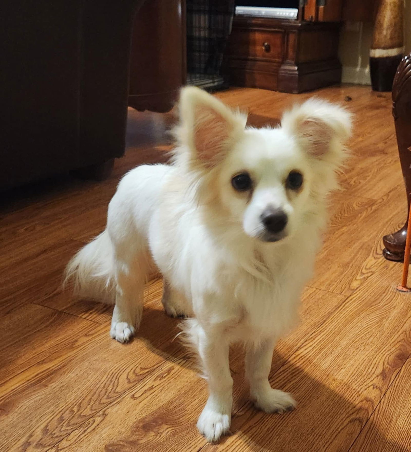 Kirby Moore, an adoptable Papillon in Saunderstown, RI, 02874 | Photo Image 1