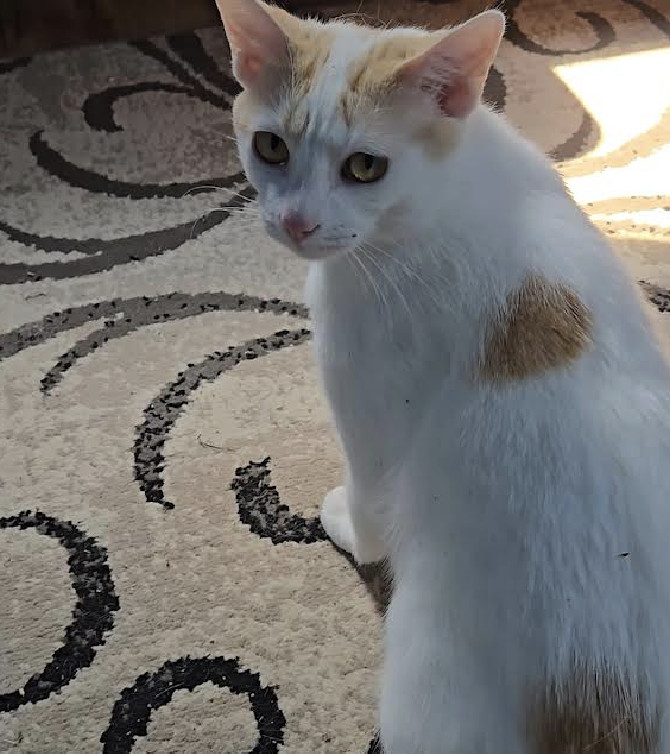 Butters