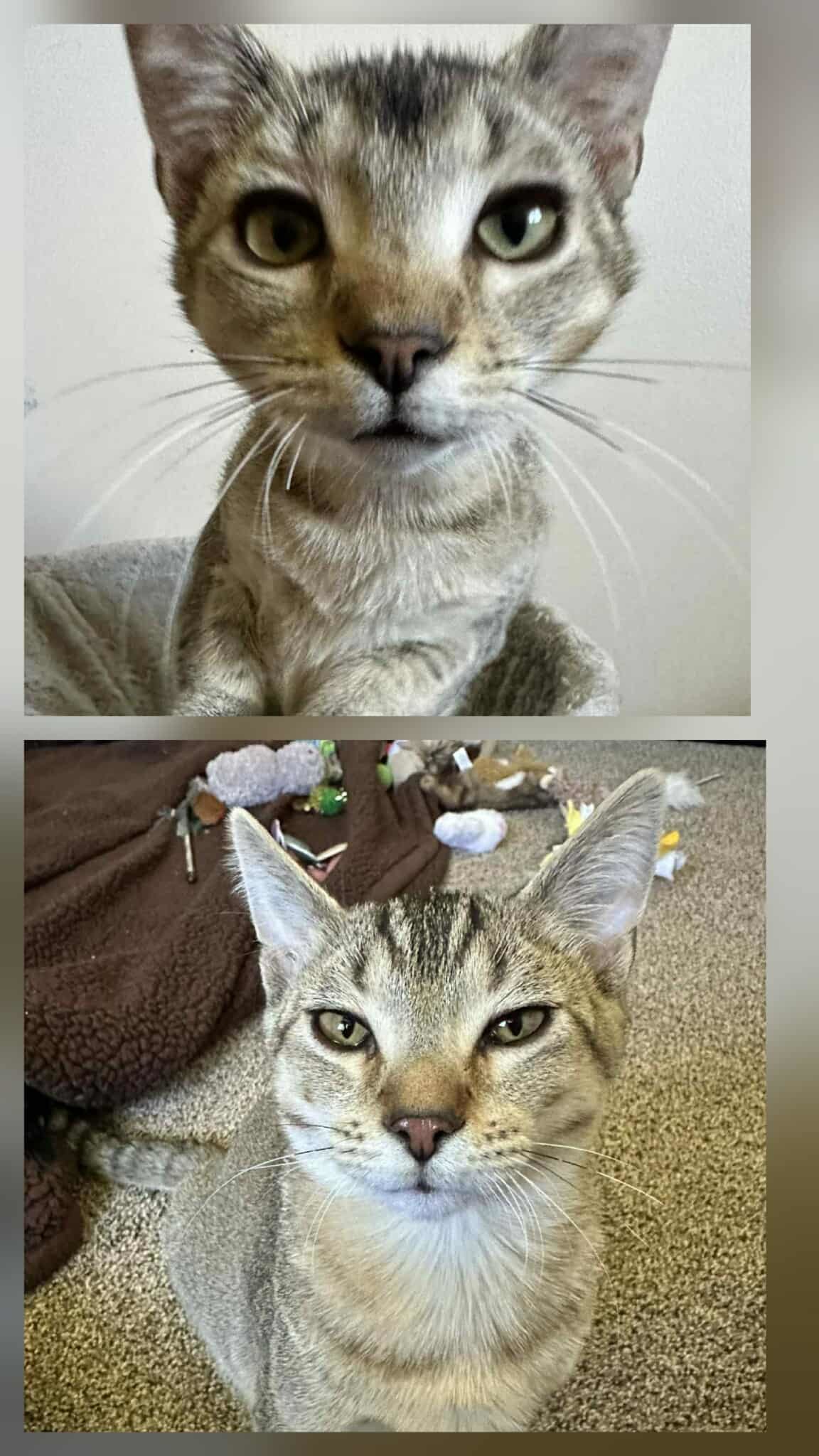 Luke & Han (Bonded Pair)