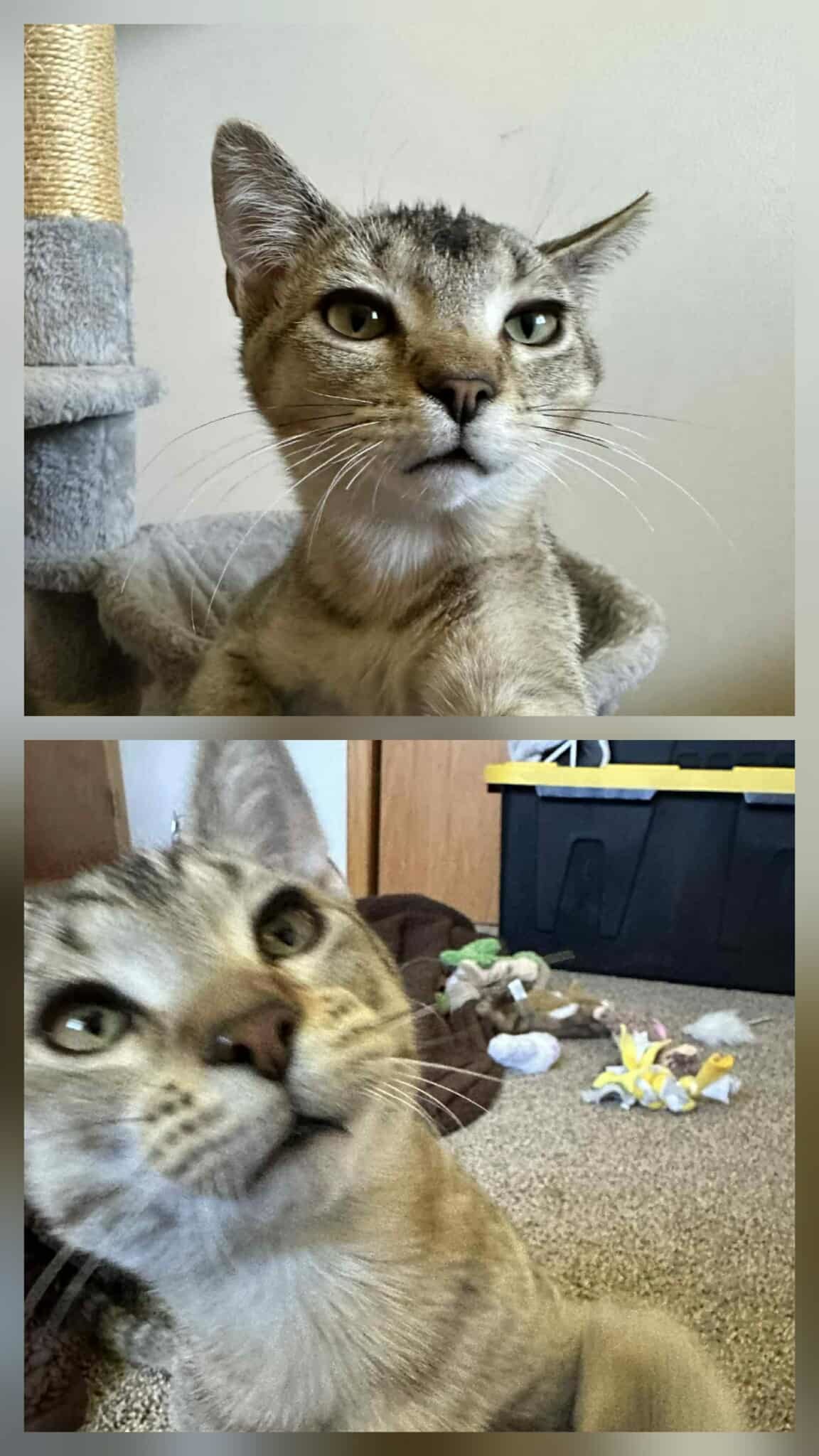 Luke & Han (Bonded Pair)