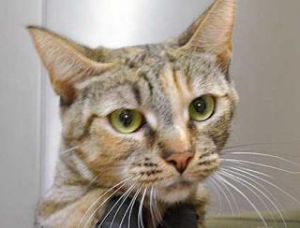 Nala*, Adult Female unknown