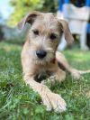 Benny photo 1