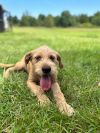 Benny photo 6