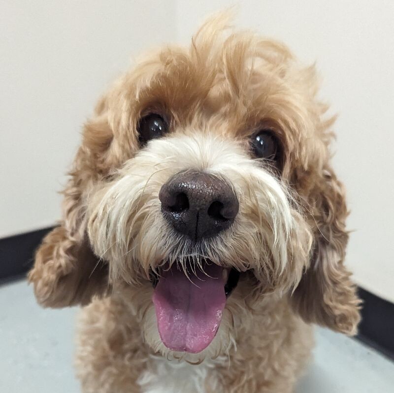 Max