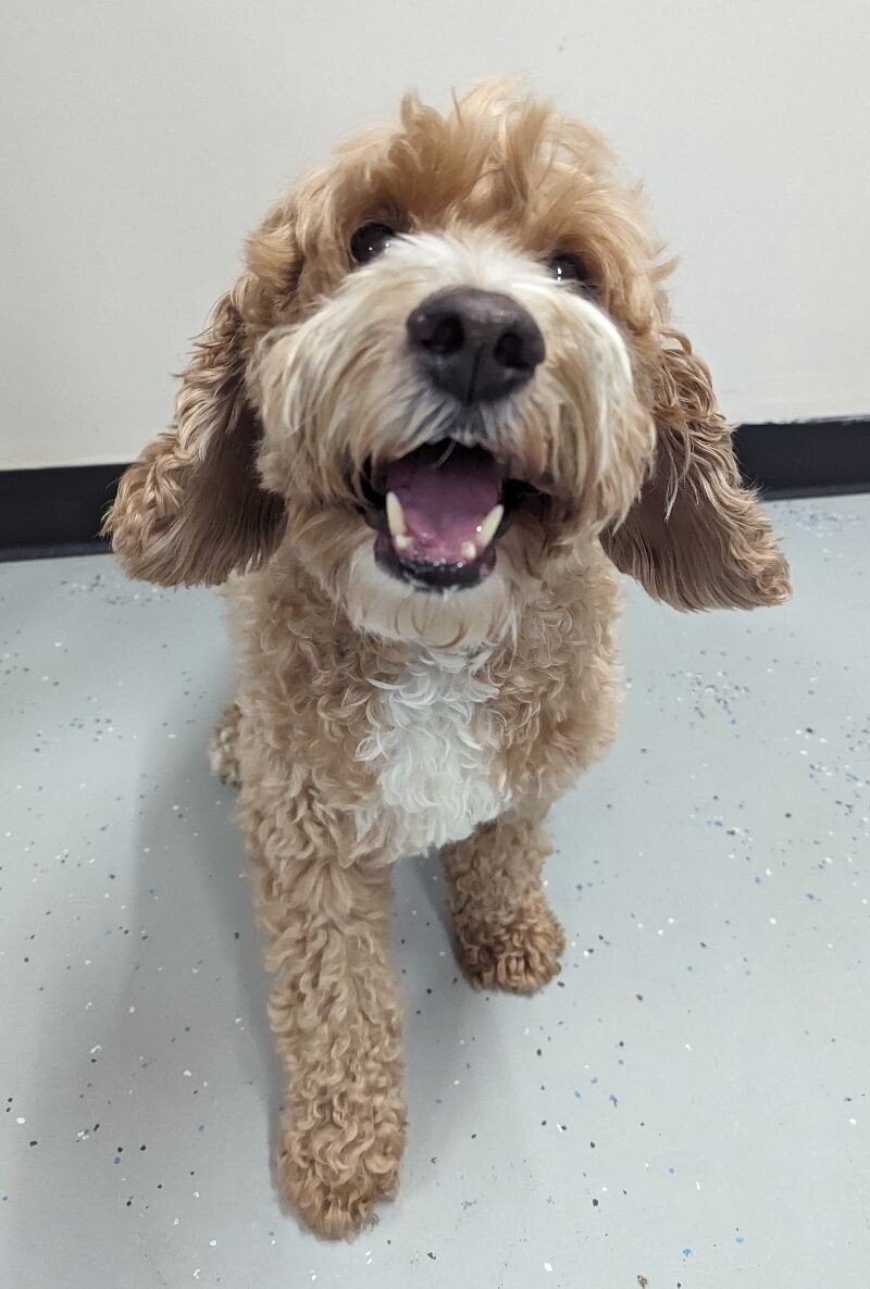 Max