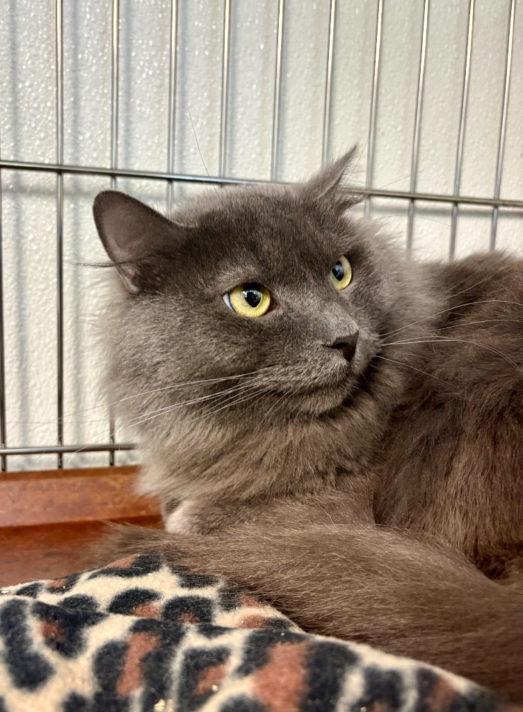 Phantom, an adoptable Domestic Long Hair in Rock Springs, WY, 82901 | Photo Image 1