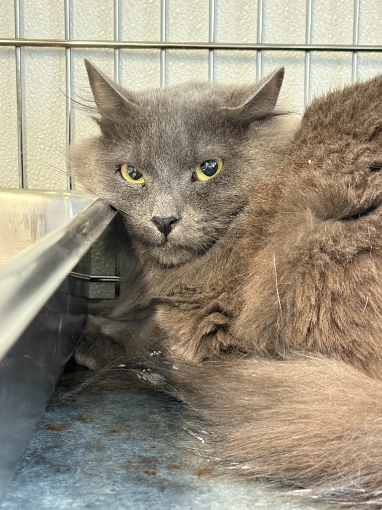 Phantom, an adoptable Domestic Long Hair in Rock Springs, WY, 82901 | Photo Image 2