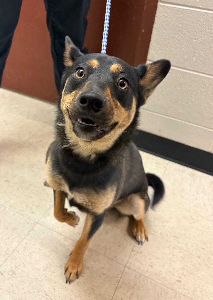 Ozzy, an adoptable Mixed Breed in Rock Springs, WY, 82901 | Photo Image 1