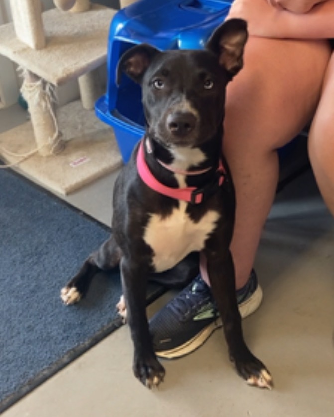 Chloe