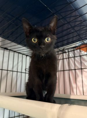 Midnight, Young Female unknown