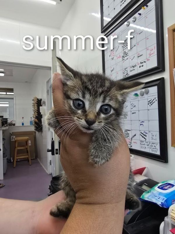Summer